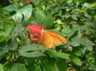 Asisbiz Butterfly Malaysia Penang Butterfly Park 27