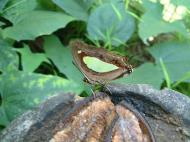 Asisbiz Butterfly Malaysia Penang Butterfly Park 28