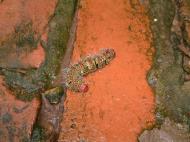 Asisbiz Caterpillar Myanmar Hmawbi 01
