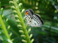 Asisbiz Philippines Mindoro Tabinay Red Pierrot butterfly Talicada nyseus 06
