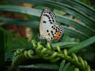 Asisbiz Philippines Mindoro Tabinay Red Pierrot butterfly Talicada nyseus 07