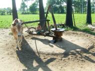 Asisbiz Buffalo Irrigation Myanmar Pagan Mount Popa 02