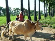 Asisbiz Buffalo Irrigation Myanmar Pagan Mount Popa 07