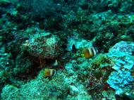 Asisbiz Coron dive site 13 Gunters Cathedral Reef July 2005 02