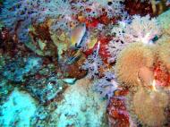 Asisbiz Coron dive site 13 Gunters Cathedral Reef July 2005 15