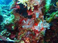 Asisbiz Coron dive site 13 Gunters Cathedral Reef July 2005 20