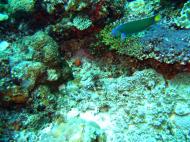 Asisbiz Coron dive site 13 Gunters Cathedral Reef July 2005 27