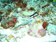 Asisbiz Coron dive site 13 Gunters Cathedral Reef July 2005 29