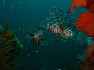 Asisbiz Coron dive site 2 Wreck dive IJN Taiei Maru July 2005 04