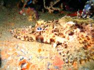 Asisbiz Coron dive site 2 Wreck dive IJN Taiei Maru July 2005 40