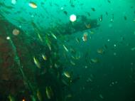 Asisbiz Coron dive site 7 Wreck dive IJN Irako July 2005 05