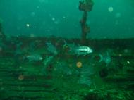 Asisbiz Coron dive site 7 Wreck dive IJN Irako July 2005 11