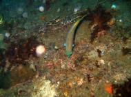 Asisbiz Coron dive site 8 Wreck dive IJN Olympia Maru July 2005 20