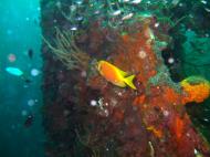 Asisbiz Coron dive site 9 Wreck dive East Tangat July 2005 49