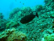 Asisbiz Philippines Cebu Bohol Balicasag Island Rudys rock dive Dec 2005 20