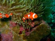 Asisbiz Philippines Cebu Bohol Balicasag Island Rudys rock dive Dec 2005 35