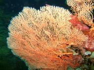 Asisbiz Philippines Cebu Moal Boal 20051226 Dive 1 Kasai Point 09
