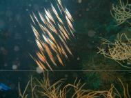Asisbiz Philippines Cebu Moal Boal 20051226 Dive 1 Kasai Point 17