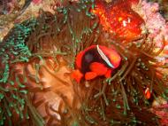 Asisbiz Philippines Cebu Moal Boal 20051226 Dive 1 Kasai Point 26