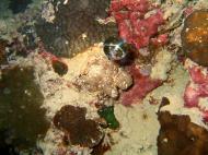Asisbiz Philippines Cebu Moal Boal 20051226 Dive 2 Talisay Point Night Dive 15
