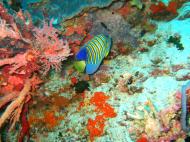 Asisbiz Philippines Cebu Moal Boal 20051227 Dive 1 Pescador Island 08