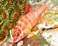 Asisbiz Philippines Cebu Moal Boal 20051227 Dive 1 Pescador Island 11