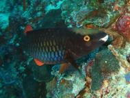 Asisbiz Philippines Cebu Moal Boal 20051227 Dive 1 Pescador Island 12