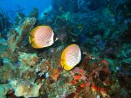 Asisbiz Philippines Cebu Moal Boal 20051227 Dive 1 Pescador Island 17