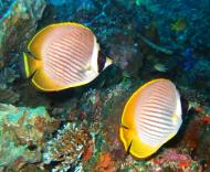 Asisbiz Philippines Cebu Moal Boal 20051227 Dive 1 Pescador Island 18