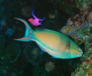 Asisbiz Philippines Cebu Moal Boal 20051227 Dive 1 Pescador Island 23