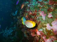 Asisbiz Philippines Cebu Moal Boal 20051227 Dive 1 Pescador Island 25