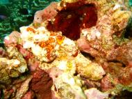 Asisbiz Philippines Cebu Moal Boal 20051227 Dive 1 Pescador Island 32