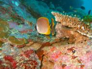 Asisbiz Philippines Cebu Moal Boal 20051227 Dive 1 Pescador Island 40