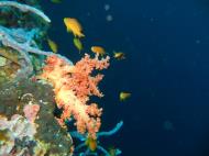 Asisbiz Philippines Cebu Moal Boal 20051227 Dive 1 Pescador Island 41