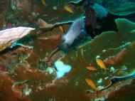 Asisbiz Philippines Cebu Moal Boal 20051227 Dive 1 Pescador Island 42