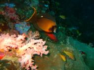 Asisbiz Philippines Cebu Moal Boal 20051227 Dive 1 Pescador Island 47