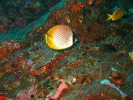 Asisbiz Philippines Cebu Moal Boal 20051227 Dive 1 Pescador Island 49