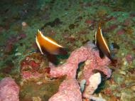 Asisbiz Philippines Cebu Moal Boal 20051227 Dive 1 Pescador Island 50