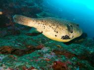 Asisbiz Philippines Cebu Moal Boal 20051227 Dive 1 Pescador Island 52