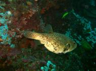 Asisbiz Philippines Cebu Moal Boal 20051227 Dive 1 Pescador Island 53