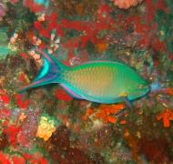 Asisbiz Philippines Cebu Moal Boal 20051227 Dive 1 Pescador Island 55