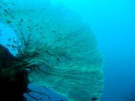 Asisbiz Philippines Cebu Moal Boal 20051227 Dive 1 Pescador Island 56