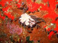 Asisbiz Philippines Cebu Moal Boal 20051227 Dive 1 Pescador Island 60