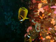 Asisbiz Philippines Cebu Moal Boal 20051227 Dive 1 Pescador Island 62