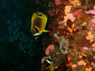 Asisbiz Philippines Cebu Moal Boal 20051227 Dive 1 Pescador Island 62