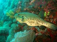 Asisbiz Philippines Cebu Moal Boal 20051228 Dive 1 Pescador Island 11