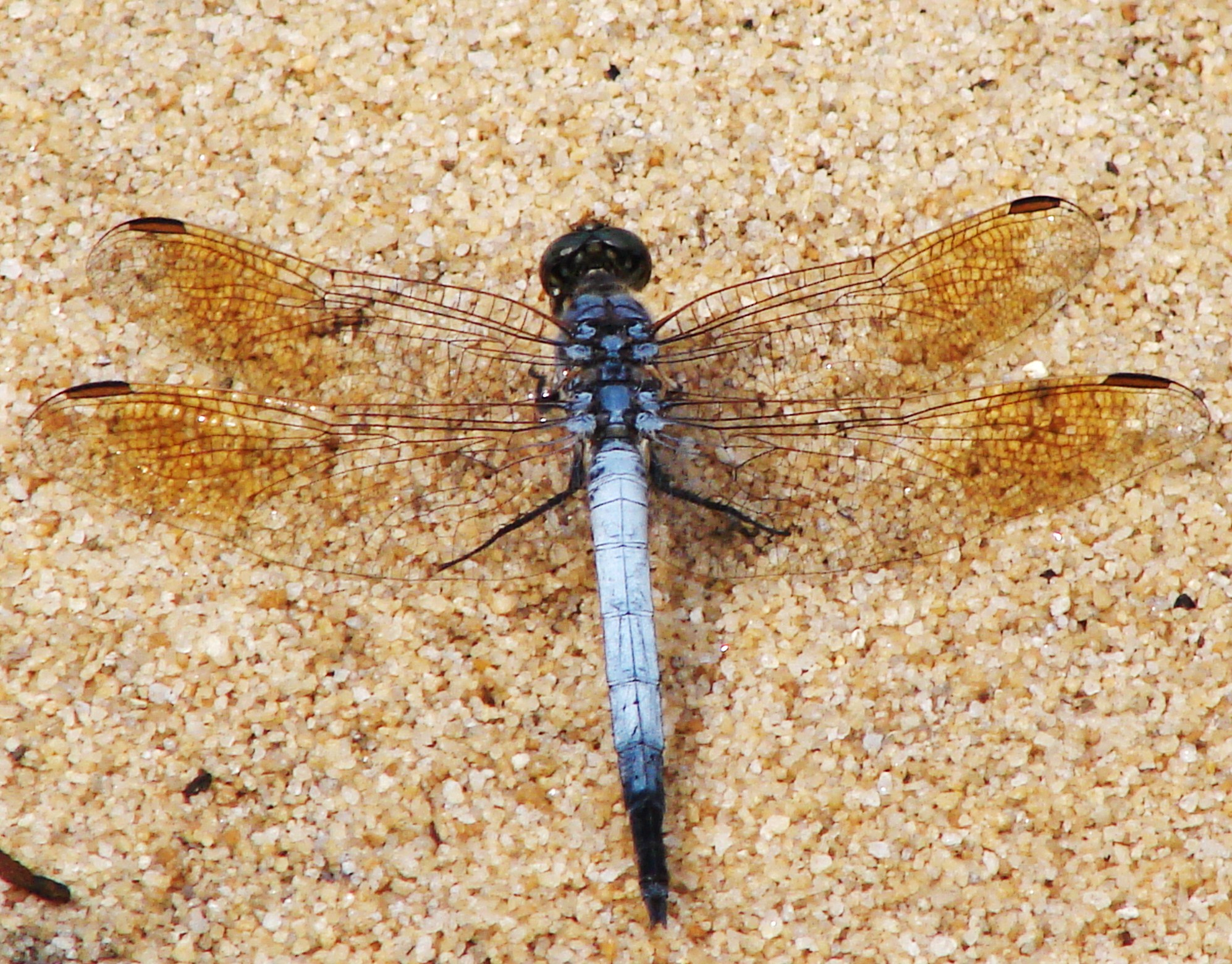 Libellulidae Blue Skimmer Dragonfly Orthetrum caledonicum 01