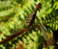 Asisbiz Libellulidae Fiery Skimmer Dragonfly Orthetrum villosovittatum female 01