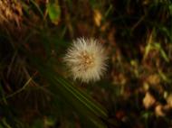 Asisbiz Tiny Flowers Daisy seeds Noosa Australia 01