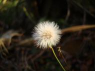 Asisbiz Tiny Flowers Daisy seeds Noosa Australia 04